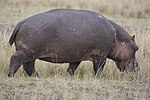 Vignette pour Troskol (Hippopotamus amphibius kiboko)