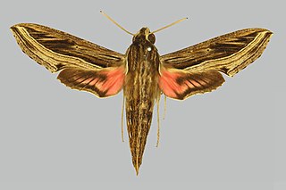 <i>Hippotion aporodes</i> Species of moth