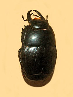 Histeridae - Pactolinus gigas.JPG