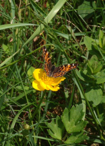 File:Hoher Vogelsberg Gackerstein Oberweide Breungeshain 344580 Ranunculus acris Araschnia levana 2.png