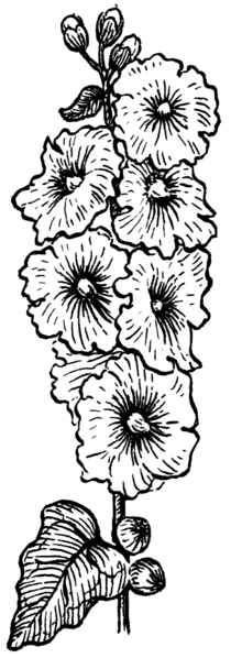File:Hollyhock (PSF).png