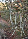 Acacia ramulosa seed pods