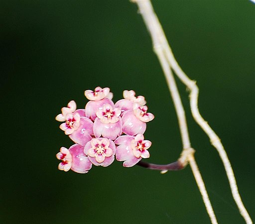 Hoya diversifolia1NatureAtYourBackyard