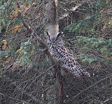 Eagle-owls often prefer areas with dense conifers for seclusion. Hubro (Bubo bubo).JPG