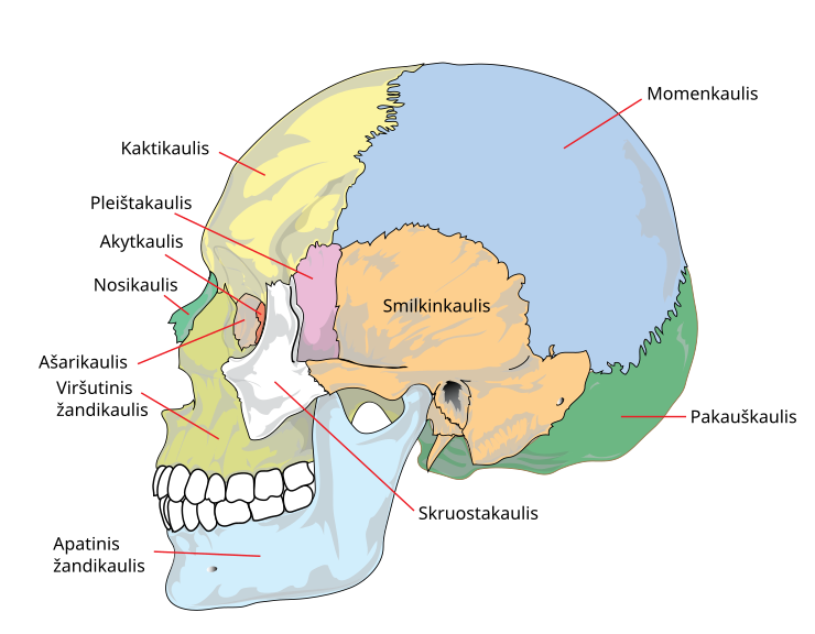 File:Human skull side simplified (bones) lt.svg