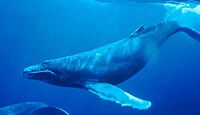 Humpback Whale, Megaptera novaeangliae