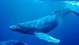 Balenele de interpretare a viselor sar în apă. Interpretarea viselor: la ce visează o balenă