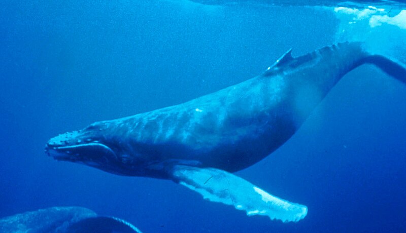 صورة:Humpback Whale underwater shot.jpg