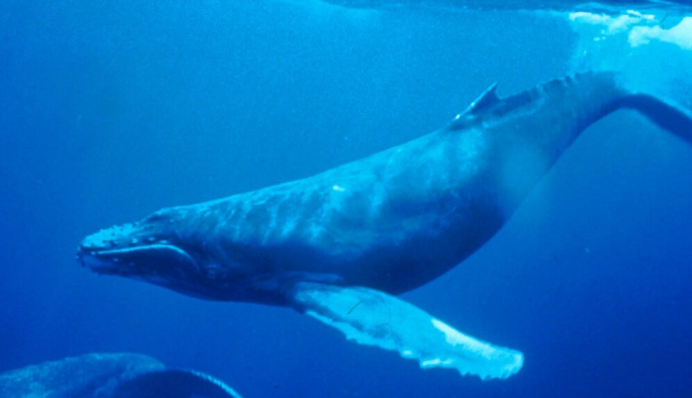 Humpback Whales-avatar