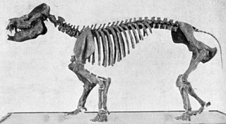 <i>Coryphodon</i> Pantodont mammal genus from the Paleocene epoch