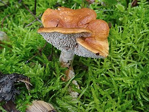 Hydnum rufescens a1.JPG görüntünün açıklaması.