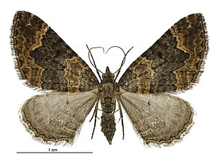 <i>Hydriomena hemizona</i> Species of moth endemic to New Zealand