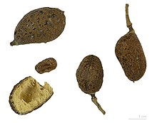 Fruits and seeds of Hymenaea verrucosa- MHNT Hymenaea verrucosa MHNT.BOT.2012.10.2.JPG