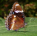 male from Java