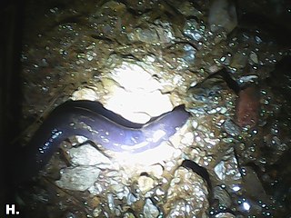 <i>Ichthyophis sikkimensis</i> Species of amphibian