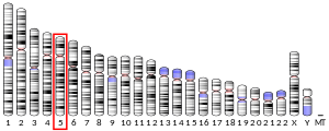 Chromosomate 5 locatum
