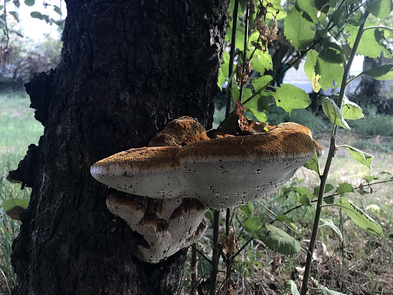 File:Il fungo Inotodus hispidus cresciuto su un albero di melo.jpg