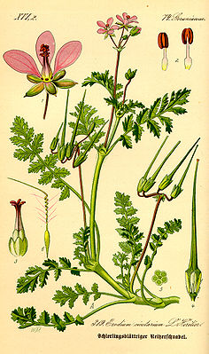 Common herons beak (Erodium cicutarium), illustration.