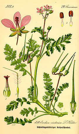 Illustration Erodium cicutarium0.jpg
