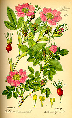 Duas espécies do género Rosa (Rosa cinnamomea L. e R. rubiginosa L.).