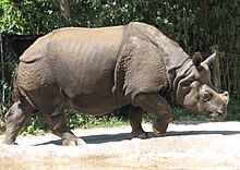 Restriction of their habitat and poaching threaten the survival of most rhino species, including the Indian rhinoceros shown here Indian Rhino 001.jpg