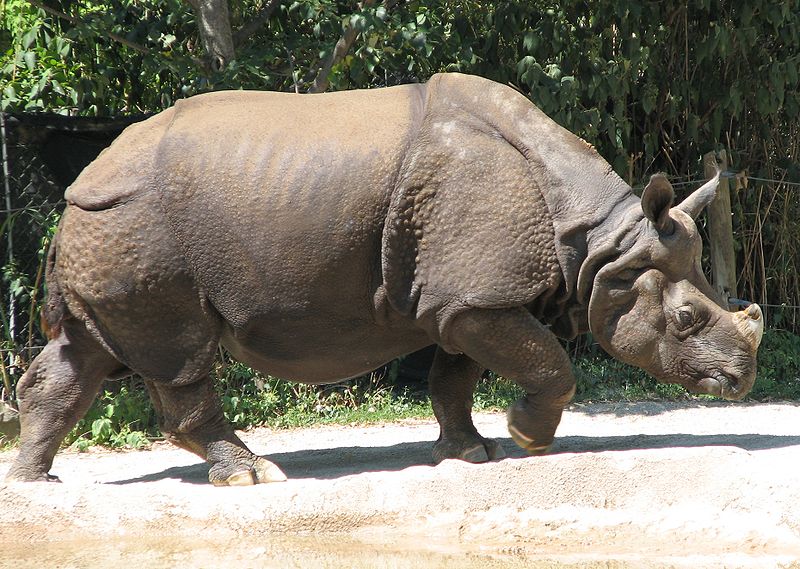 File:Indian Rhino 001.jpg