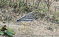 Indian Stone-Curlew or Indian Thick-knee.jpg