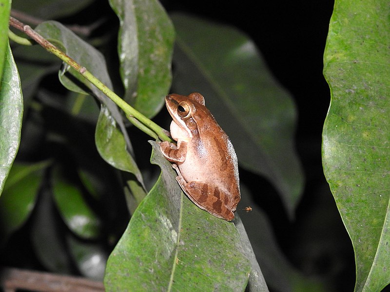 File:Indian Tree Frog Polypedates maculatus by Dr. Raju Kasambe DSCN0868 02.jpg