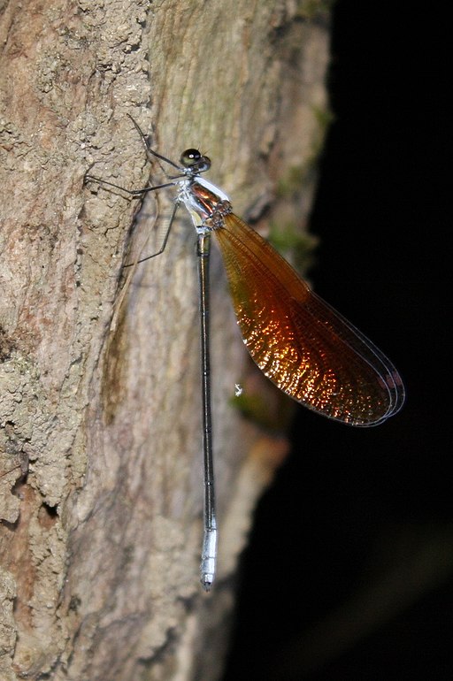 Indo-Chinese Copperwing (Mnais mneme) (5780303961)