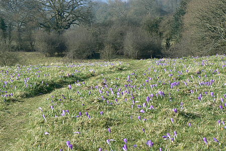 Inkpen crocus field