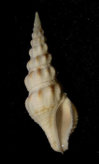 <i>Inquisitor formidabilis</i> Species of gastropod