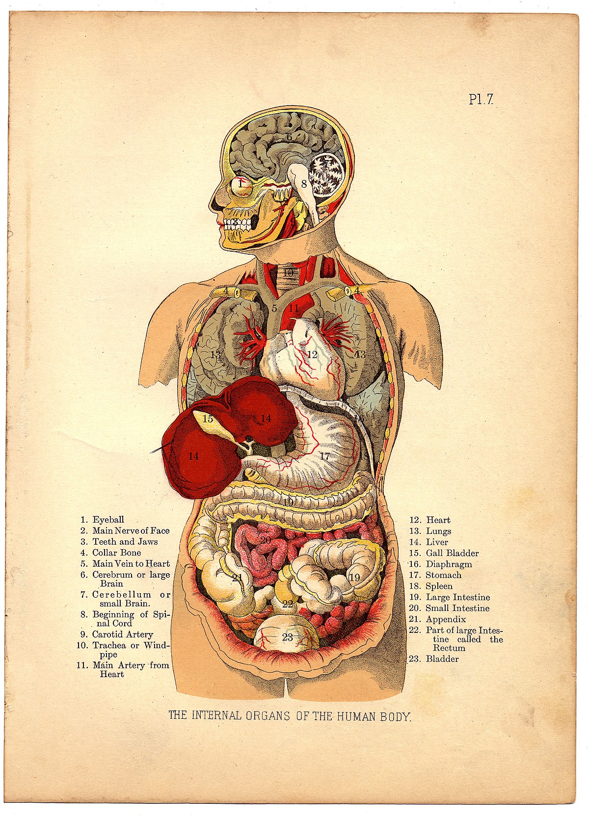 File:Internal Organs of the Human Body from The Household Physician, 1905 (6404030777).jpg ...
