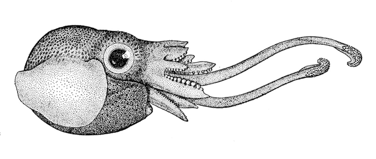 Ukuran Cephalopoda.