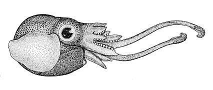 Iridoteuthis iris