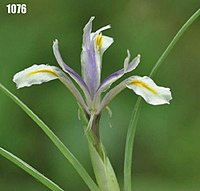 Iris narbutii.jpg