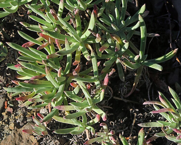 File:J20161222-0010—Dudleya caespitosa—RPBG (31968648891).jpg