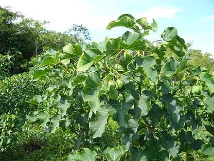 Jatropha curcas is a cash crop used to produce biofuel.