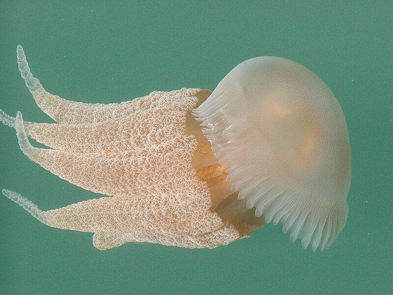 File:Jelly Fish2.JPG