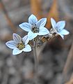 Jepsonia parryi