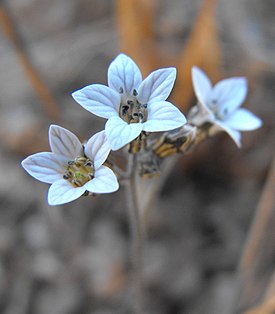 Jepsonia parryi -lajin kukkia