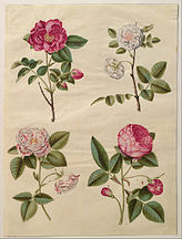 Holtzbecher: Rosa gallica cultivars, 1649-59