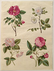 Rosa gallica