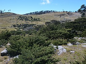 Juniperus standleyi, Todos Santos Cuchumatán, Guatemala.jpg