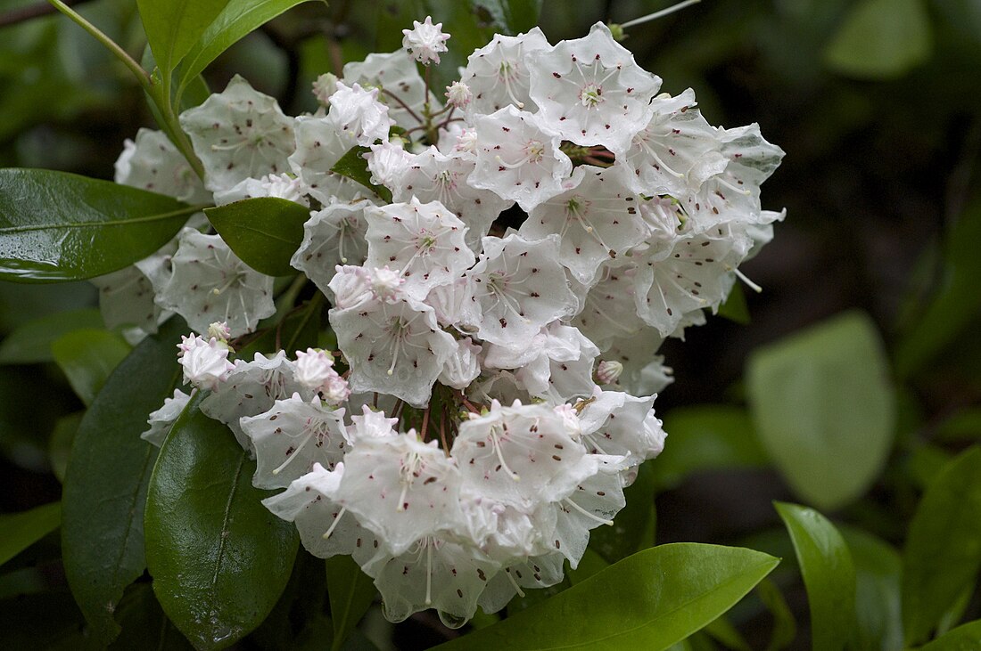 Kalmia