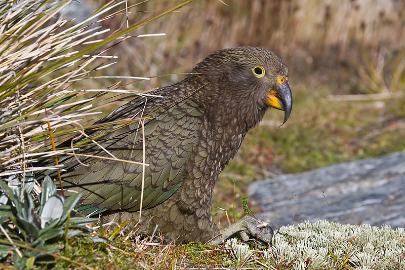 File:Kea MC.jpg