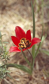 Armenian national flower