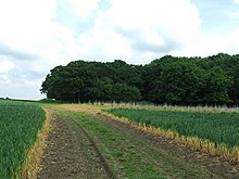 Kings Wood - geograph.org.uk - 832117.jpg