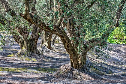 Oliveiras (Olea europaea) perto de Agii Douli, Corfu, Grécia (definição 6 712 × 4 479)