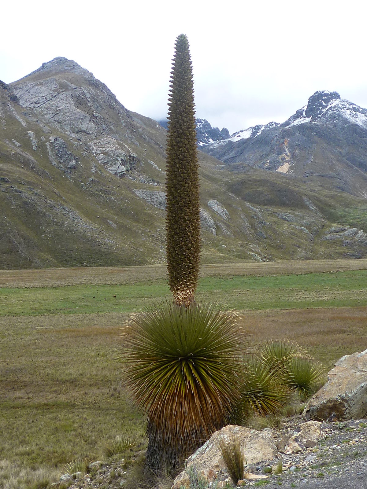 Puya Raimondii Wikipedia La Enciclopedia Libre