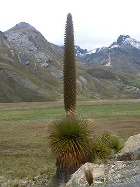 Descripción de la imagen La Puya Raimondi.jpg.